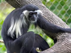 Angola colobus