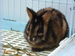 Annamite striped rabbit