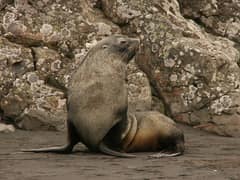 Antarctic fur seal