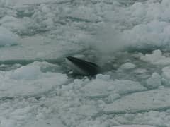Antarctic minke whale