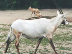 Arabian oryx