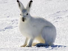 Arctic hare