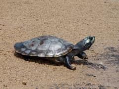 Arrau turtle