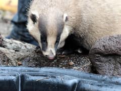 Asian badger