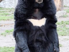 Asian black bear