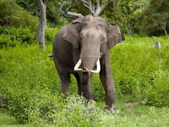 Asian elephant