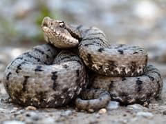 Aspic viper