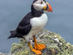 Atlantic puffin