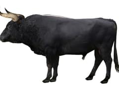 Aurochs