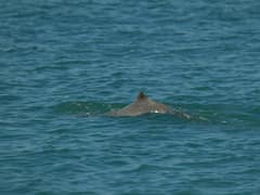 Australian snubfin dolphin