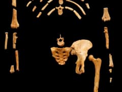 Australopithecus afarensis cumio