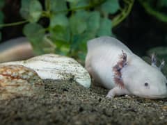 Axolotl