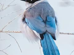 Azure-winged Magpie