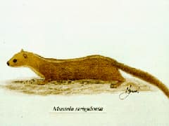 Back-striped weasel