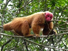 Bald uakari