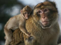 Barbary macaque
