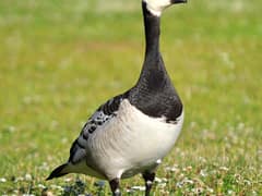 Barnacle goose