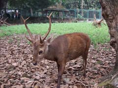 Bawean deer
