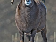 Bighorn sheep