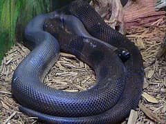 Bismarck ringed python