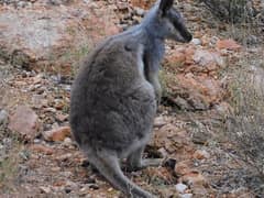 Black-flanked rock-wallaby