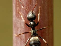 Black garden ant
