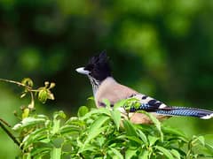 Black-headed Jay