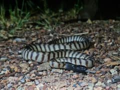 Black-headed Python