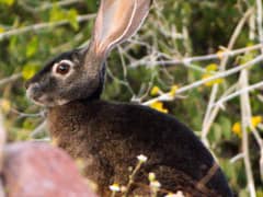 Black jackrabbit
