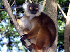Black lemur