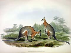 Black-striped wallaby