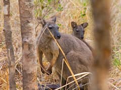 Black wallaroo