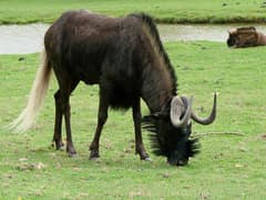 Black wildebeest