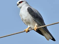 Black-winged kite