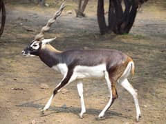 Blackbuck