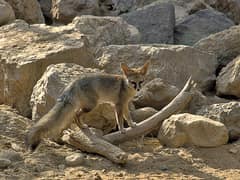 Blanford's fox