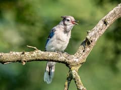 Blue Jay