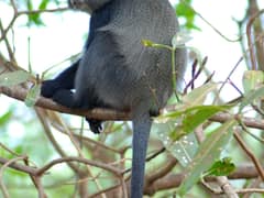 Blue monkey