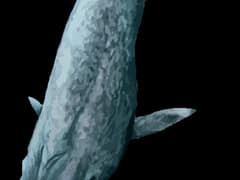 Blue whale