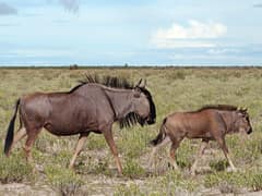 Blue wildebeest