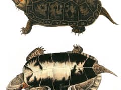 Bog turtle