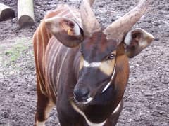 Bongo