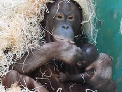Bornean orangutan