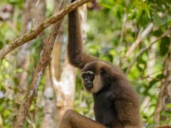 Bornean white-bearded gibbon