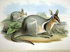 Bridled nail-tail wallaby