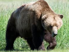 Brown bear