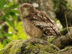 Brown Fish Owl