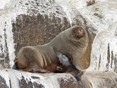 Brown Fur Seal