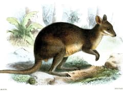 Brown's pademelon