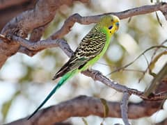 Budgerigar